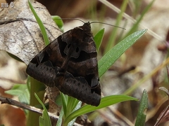 Euclidia ardita