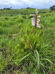Watsonia densiflora