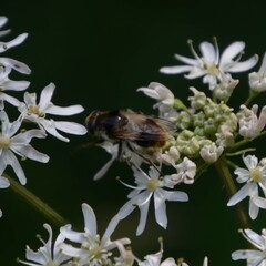 Cheilosia illustrata