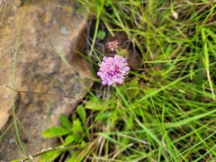 Scabiosa columbaria