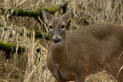 Odocoileus virginianus leucurus