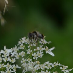 Cheilosia illustrata