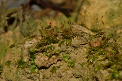 Fissidens