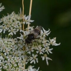 Cheilosia illustrata