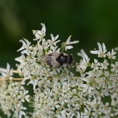 Cheilosia illustrata