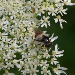 Cheilosia illustrata