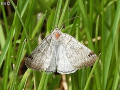 Caenurgina caerulea