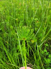 Cyperus prolifer