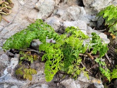 Davallia chaerophylloides