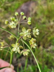 Asclepias praemorsa