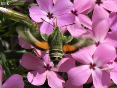 Proserpinus clarkiae