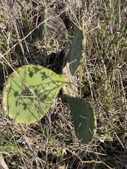 Opuntia anahuacensis