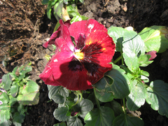 Viola × wittrockiana