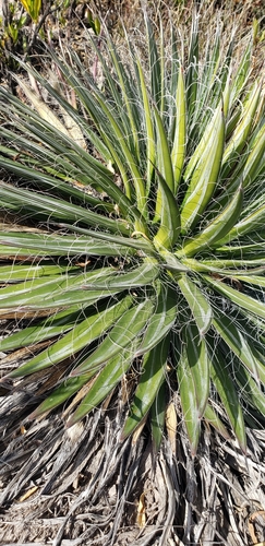 Agave filifera