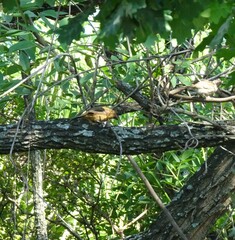 Cyanoloxia brissonii