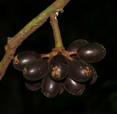 Guatteria guianensis