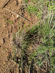 Nassella lepida