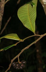 Guatteria guianensis