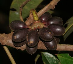Guatteria guianensis