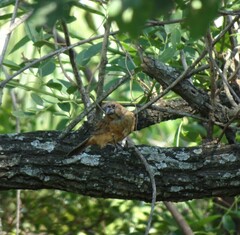 Cyanoloxia brissonii