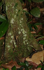 Guatteria guianensis