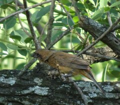 Cyanoloxia brissonii