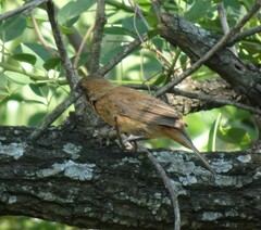 Cyanoloxia brissonii