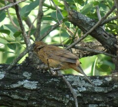 Cyanoloxia brissonii