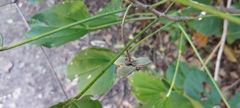 Hampea