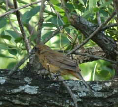 Cyanoloxia brissonii