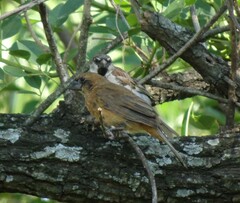 Cyanoloxia brissonii