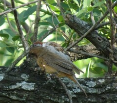 Cyanoloxia brissonii