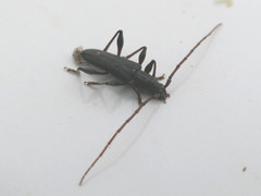 Callidiopis scutellaris