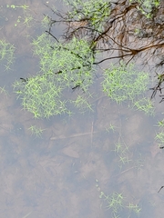 Callitriche palustris