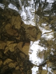 Salamandrina perspicillata