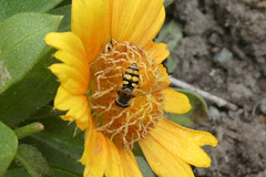 Eupeodes corollae
