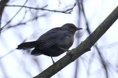 Turdus merula