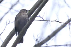 Turdus merula