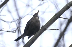 Turdus merula