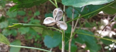 Hampea