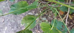 Hampea