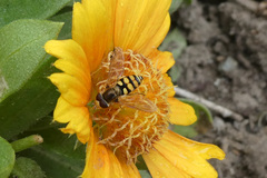 Eupeodes corollae