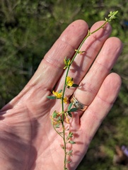 Acmispon glaber glaber