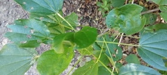 Hampea