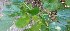 Hampea