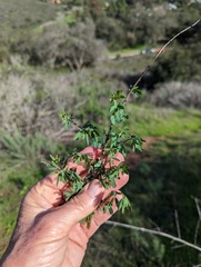 Acmispon glaber glaber