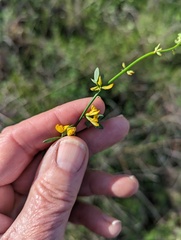 Acmispon glaber glaber