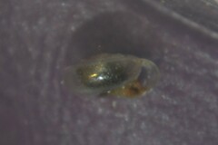 Vitrea contracta