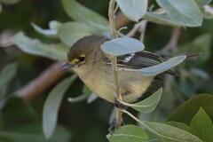 Vireo crassirostris