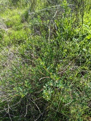 Acmispon glaber glaber